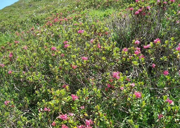 Gertraud Und Peter Geisler