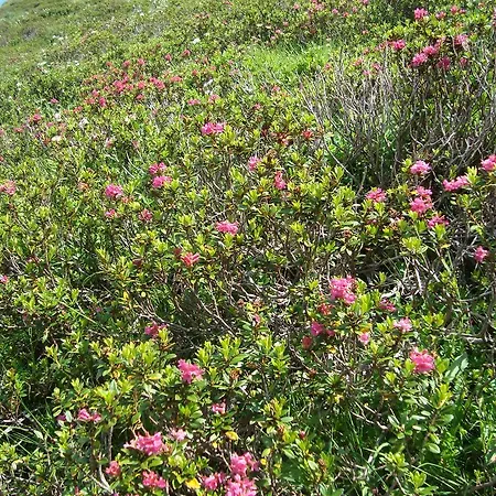 Gertraud Und Peter Geisler